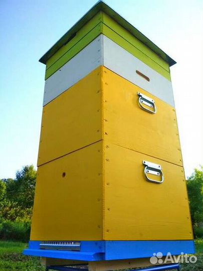 Купить пчёл Карпатка, пчелопакет, улей 