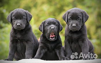 Щенки лабрадора черные