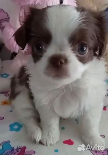 Мальчик чишка