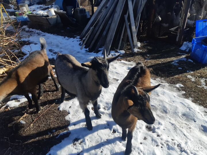 Коза дойная альпийская козёл альпийский