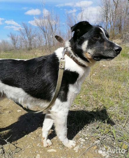 Собака Васяня