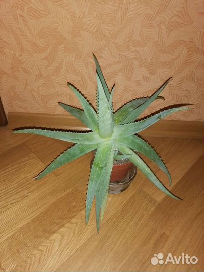 Алоэ вера 1-5 лет