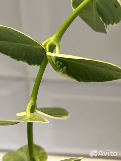 Хойи взрослые и укорененные черенки