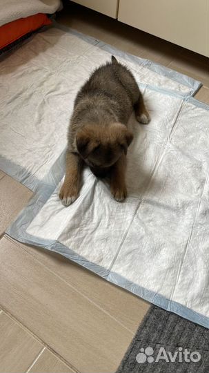 Щенок в добрые руки