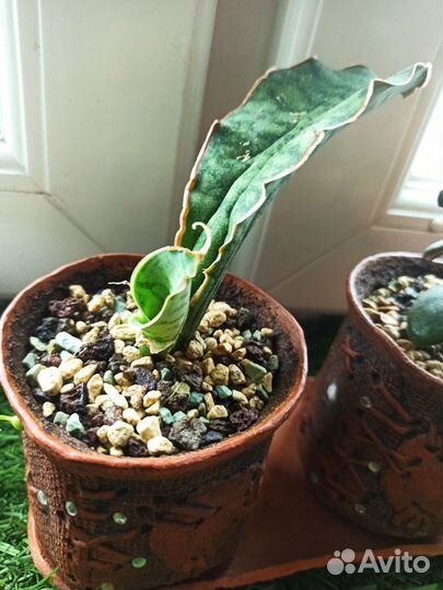 Сансевиерия сортовая