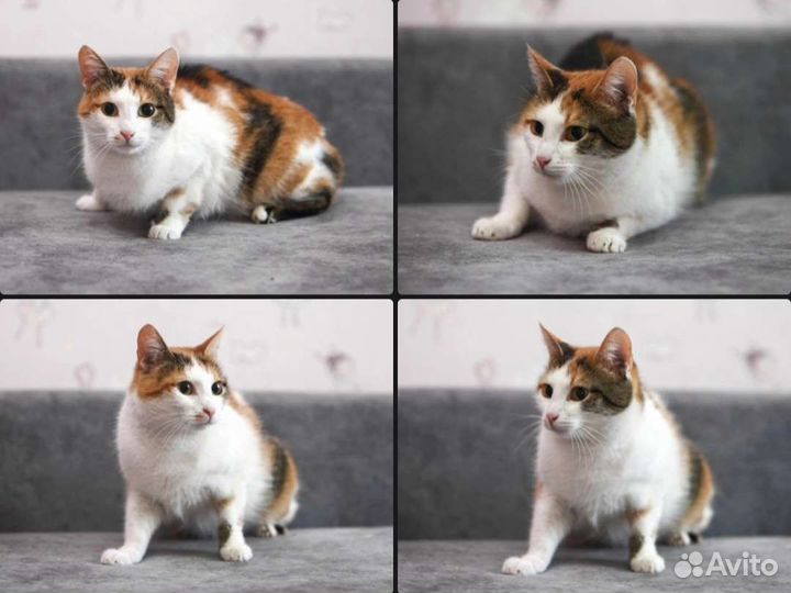 Кошка стерилизована