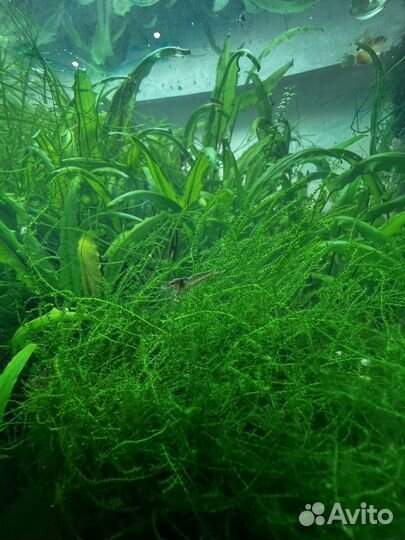 Аквариум 100л. С рыбками и креветками