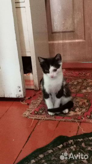 Котенок в дар