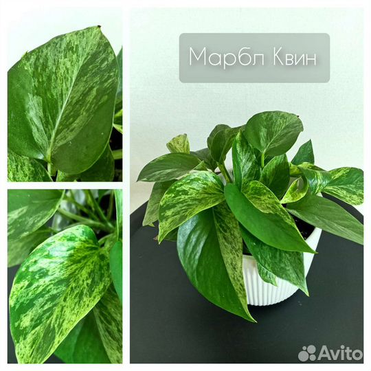 Растения разнообразные