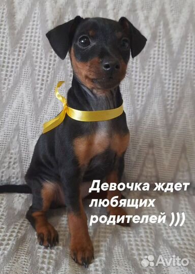 Щенки цвергпинчера