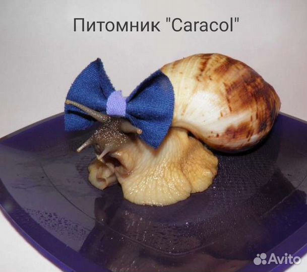 Улитки ахатины/архахатины+дом+корм