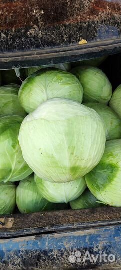 Лук, Капуста, Оптом