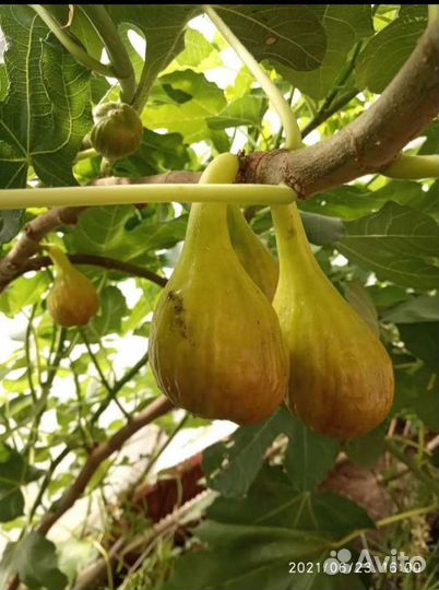 Саженцы инжира зкс