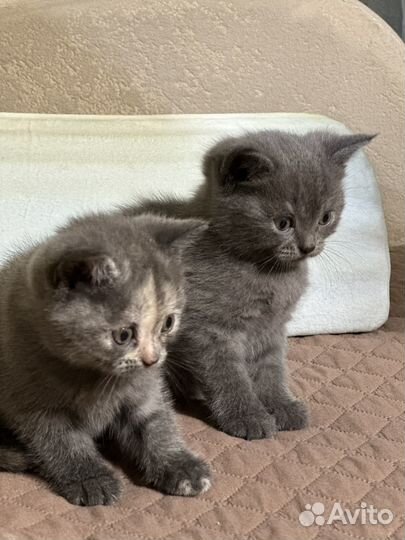 Шотладские котята