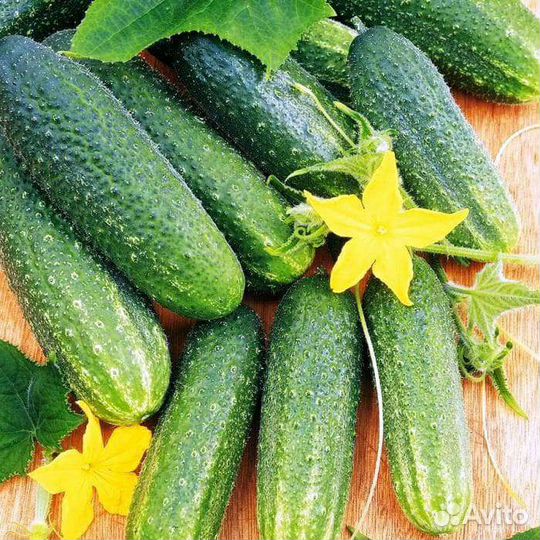 Рассада огурцов