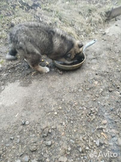 Лайка в добрые руки