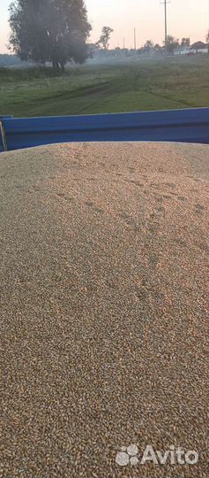 Продам ячмень