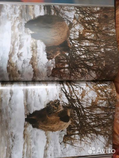 Книга Охотничьи просторы том 2. Орловское полесье