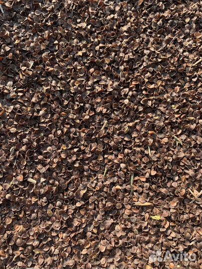 Шелуха лузга