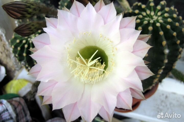 Продам готовящиеся цвести эхинокактусы и их детки