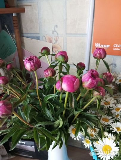 Букеты из ромашек