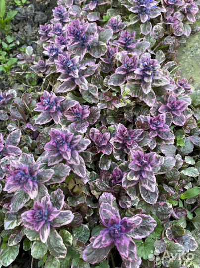 Живучка Аюга