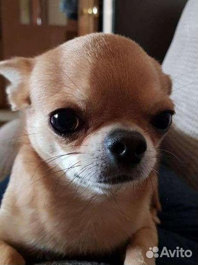 Собака чихуахуа, жених, вязка