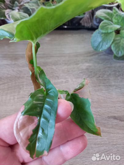 Комнатные растения цветы