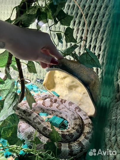 Маисовый полоз с террариумом