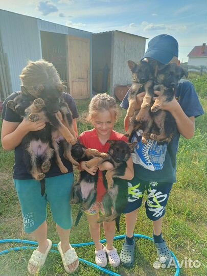 Щенки немецкой овчарки