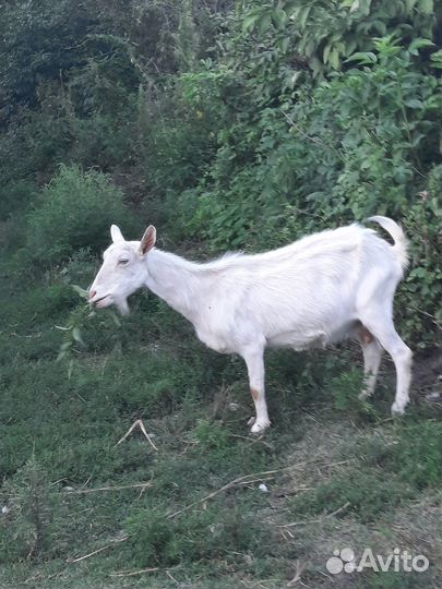 Продам коз