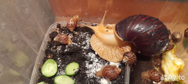 Ахатинские улитки