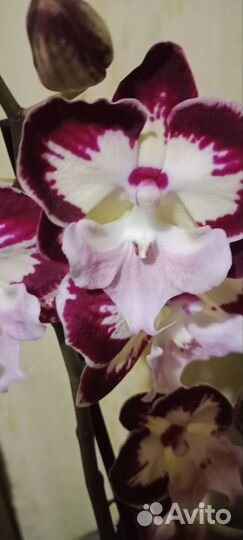 Орхидея фаленопсис биг лип Тинкерсбелл кисс