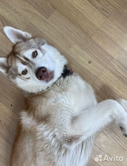 Сибирский хаски бесплатно в дар щенок