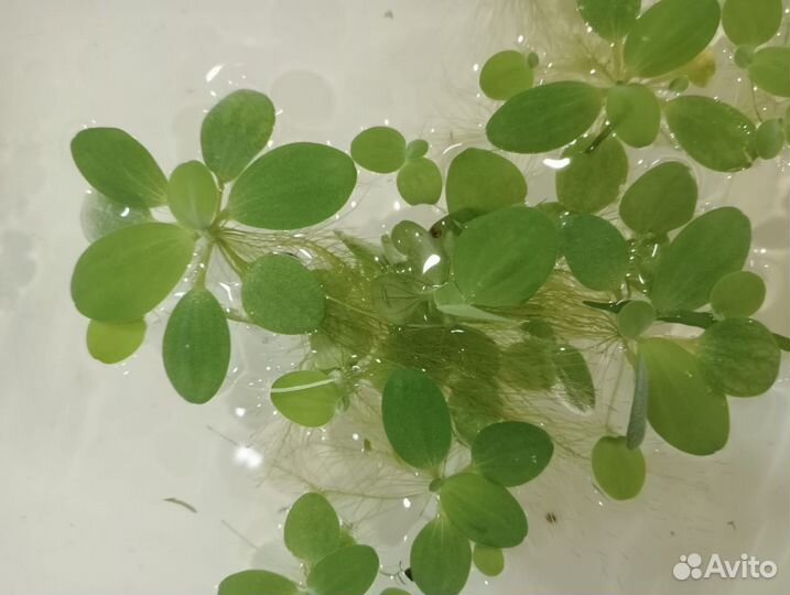 Аквариумные растения (прополка)