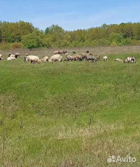 Овцы бараны матки ягнята