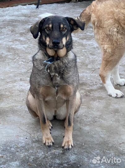 Дворяночка