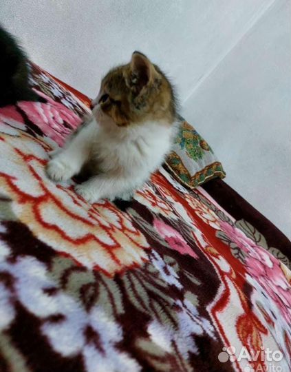 Европейская