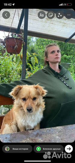 Отдам собаку в добрые руки