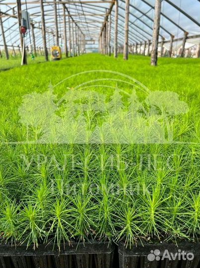 Зкс и окс Сосна Ель Лиственница сеянцы Голуб горн