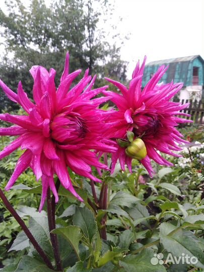 Георгины клубни