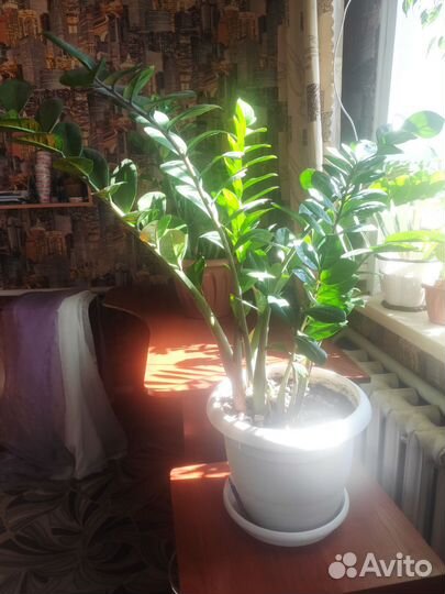 Замиокулькас