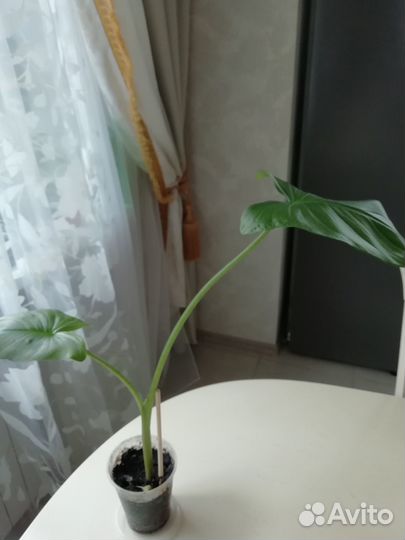 Калла белая Эфиопская-саженцы