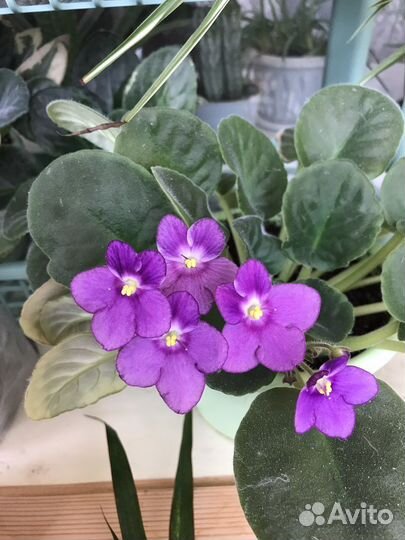 Фиалки, возможно обмен