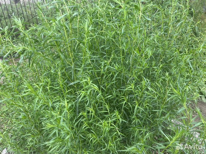 Эстрагон тархун