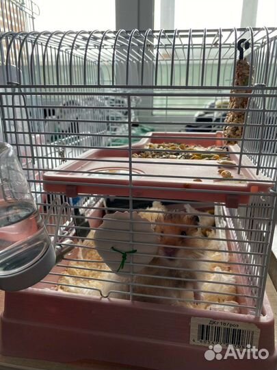 Клетка с хомяком длиношерстным
