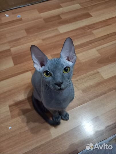 Канадский сфинкс