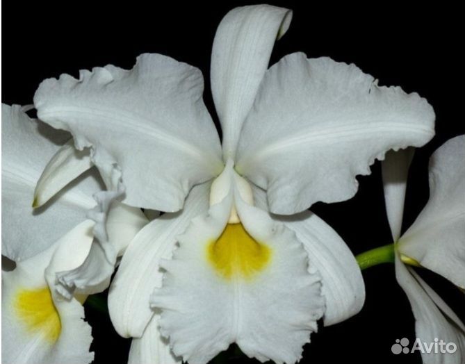 Cattleya warscewiczii var alba