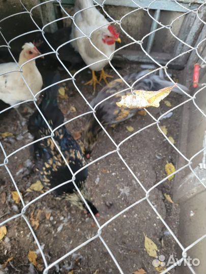 Куры молодки