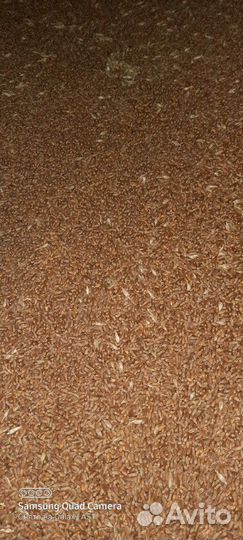 Пшеница мягкая